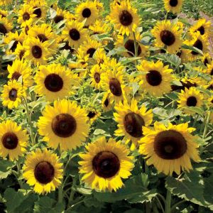 If You Get 14/17 on This Random Trivia Quiz, Then It’s Official: You Are Extremely Knowledgeable Sunflowers