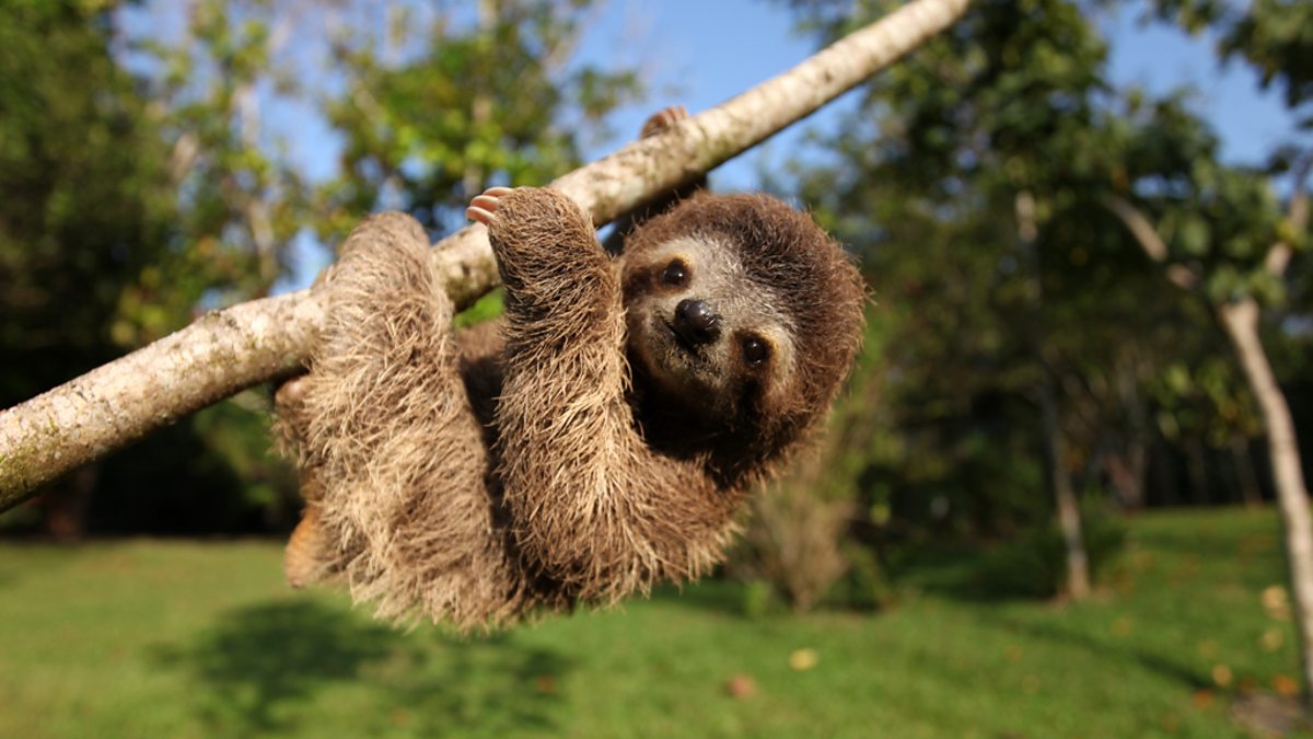 This Trivia Quiz Is Not THAT Hard, But Can You Pass It? Sloth