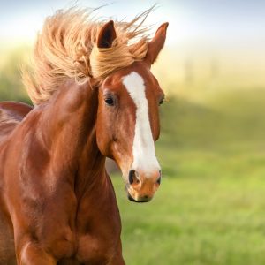 Alphabet Animals Pet Quiz Horse