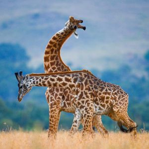 Can You Get Better Than 80% On This General Science Quiz? Giraffes