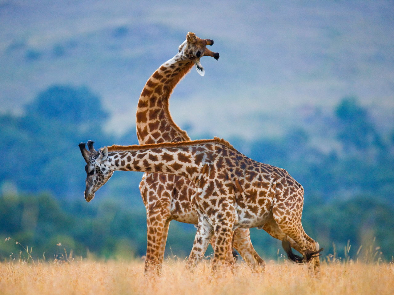 Unfortunately, Only About 20% Of People Can Ace This General Knowledge Quiz — Let’s Hope You’re One of the Smart Ones Giraffe