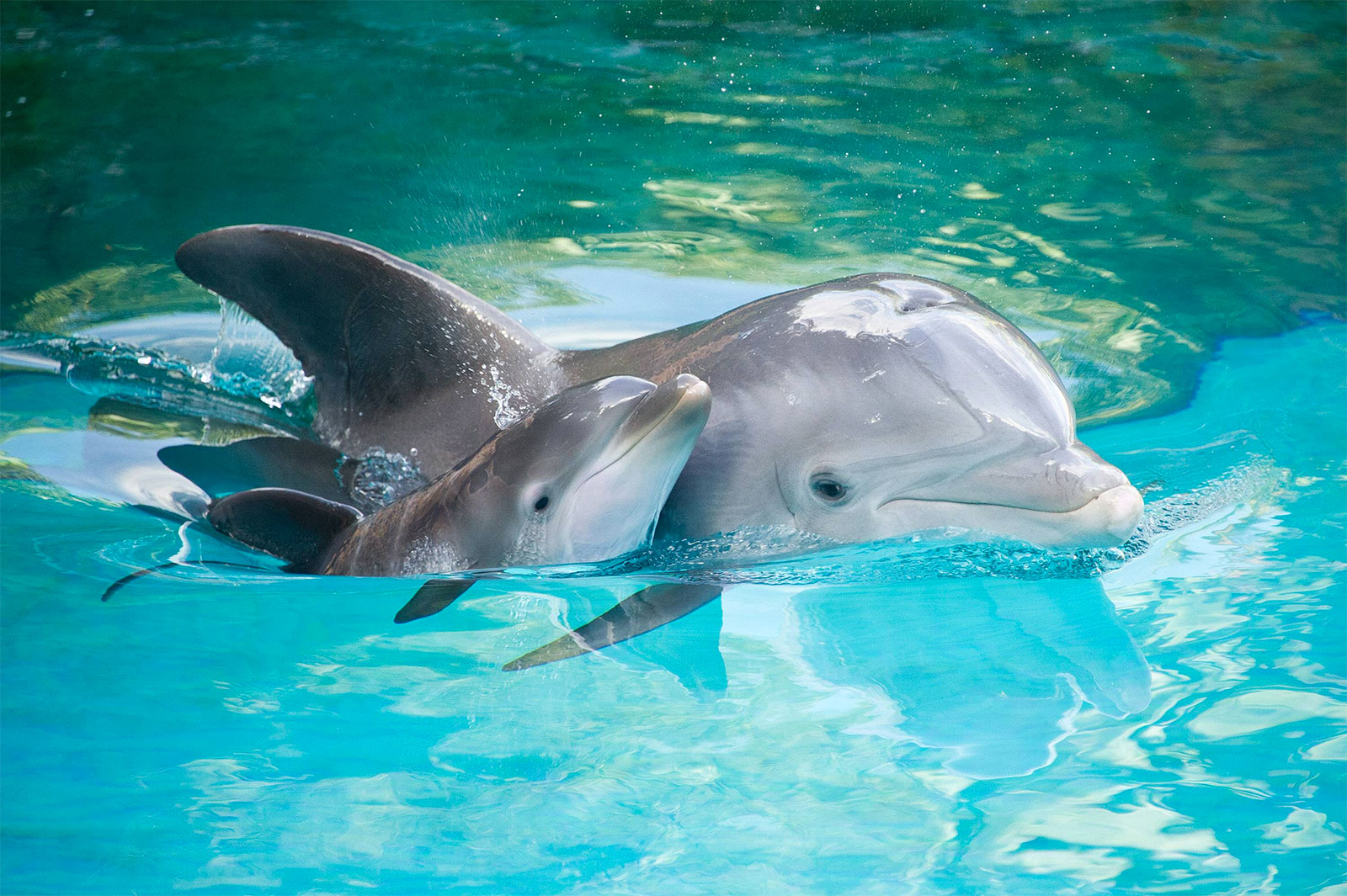 Passing This Animal Kingdom Quiz Is the Only Proof You Need to Show You’re the Smart Friend Dolphins