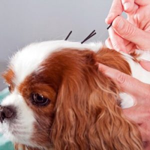 Can We Guess Your Favorite Animal By Strange Questions? Quiz Veterinary acupuncturist