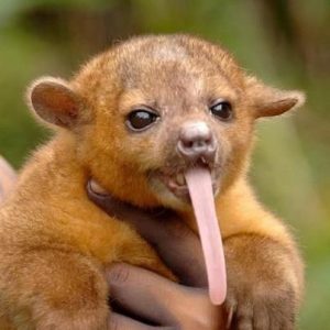 Can We Guess Your Favorite Animal By Strange Questions? Quiz Kinkajou