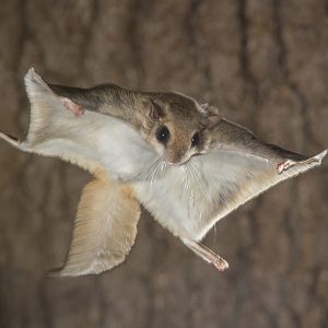 This Strange Animal Facts Quiz Gets Harder With Each Question — Can You Get 10/15? Flying squirrels