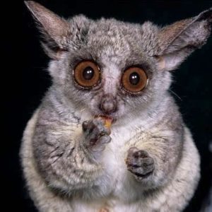 Can We Guess Your Favorite Animal By Strange Questions? Quiz Bush baby