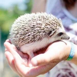 Can We Guess Your Favorite Animal By Strange Questions? Quiz Hedgehog