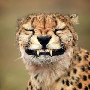 Can We Guess Your Favorite Animal By Strange Questions? Quiz 