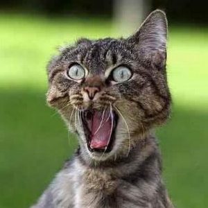 Can We Guess Your Favorite Animal By Strange Questions? Quiz 