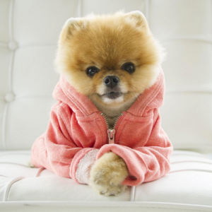 Can We Guess Your Favorite Animal By Strange Questions? Quiz Jiff Pom