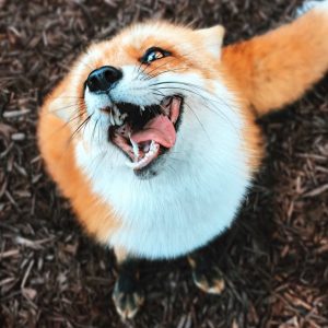Can We Guess Your Favorite Animal By Strange Questions? Quiz Juniper the Fox
