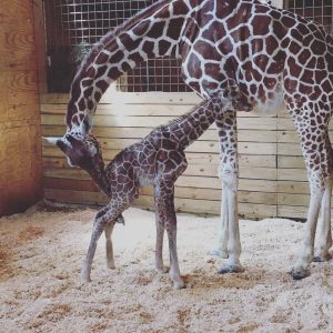 Can We Guess Your Favorite Animal By Strange Questions? Quiz April the Giraffe