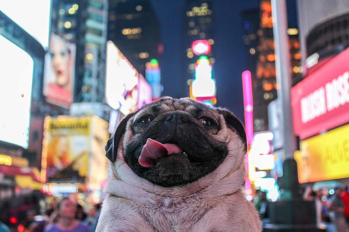 Can We Guess Your Favorite Animal Based on These Strange Questions? Pug