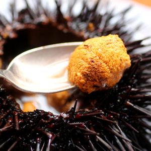 🍴 You Can Eat Dinner Only If You Score at Least 8/16 on This Quiz Sea urchin