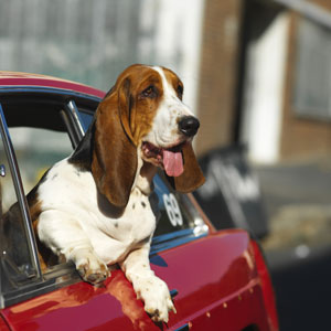 🚙 Everyone Has a Car They Should Actually Drive — Here’s Yours 