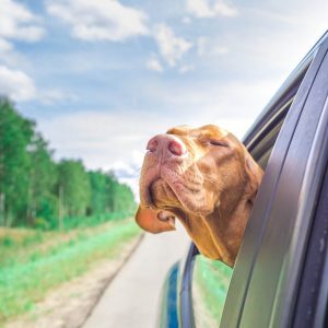 🚙 Everyone Has a Car They Should Actually Drive — Here’s Yours 