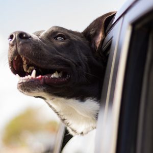 🚙 Everyone Has a Car They Should Actually Drive — Here’s Yours 