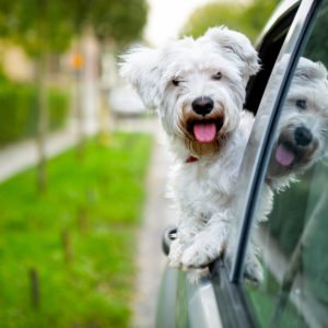 🚙 Everyone Has a Car They Should Actually Drive — Here’s Yours 