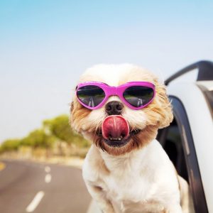 🚙 Everyone Has a Car They Should Actually Drive — Here’s Yours 