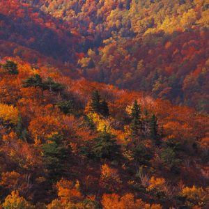🚙 Everyone Has a Car They Should Actually Drive — Here’s Yours Blue Ridge Parkway, Virginia