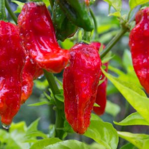 90% Of People Will Fail This Tricky General Knowledge Test. Will You? Ghost Pepper