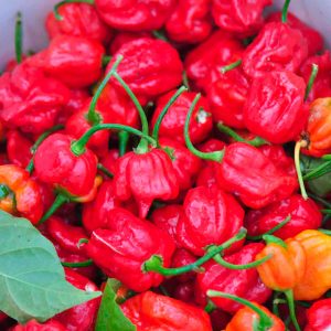 90% Of People Will Fail This Tricky General Knowledge Test. Will You? Trinidad Moruga Scorpion