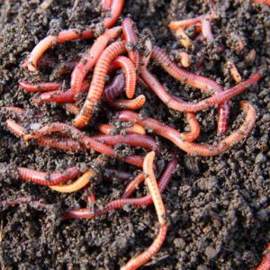 90% Of People Will Fail This Tricky General Knowledge Test. Will You? Worms