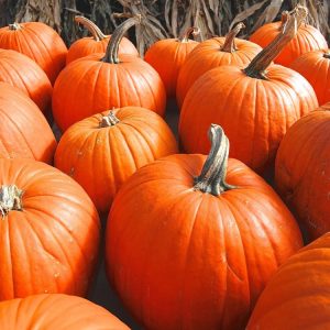 Autumn Trivia Quiz Pumpkin