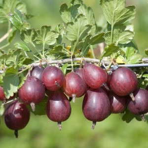 Which Fruity Cake Are You? Quiz Gooseberries
