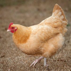 Easter Trivia Quiz Chicken