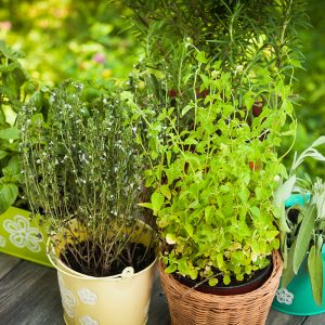 If You Can Classify Foods, Your Taste Buds Are Elite Quiz Herbs