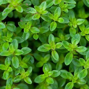 Food Personality Quiz Thyme