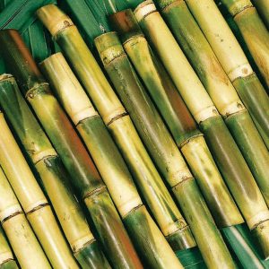 🍻 Can You Take Part in a Pub Quiz and Win It All? Sugarcane