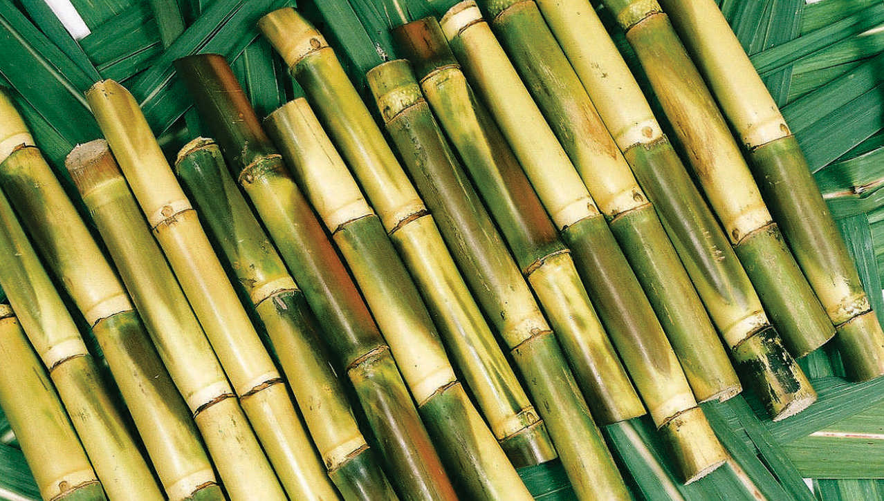 Sorry, You Can Eat Food Only If You Pass This Tricky Quiz sugarcane