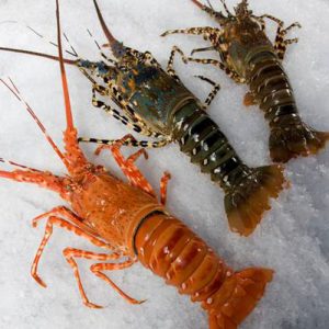 You Can Eat Food Only If You Pass This Tricky Quiz Lobster