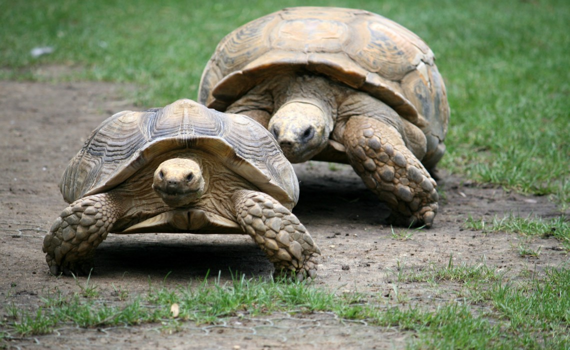 Nobody Has Scored at Least 15/20 on This Animal Trivia Quiz. Will You? turtle and tortoise