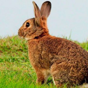 Fruit Trivia Quiz Rabbit