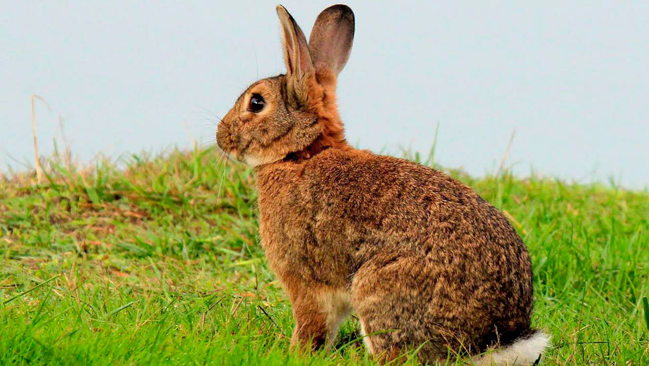 Nobody Has Scored at Least 15/20 on This Animal Trivia Quiz. Will You? rabbit