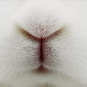 Nobody Has Scored 15 On This Animal Trivia Quiz. Will You? Nose