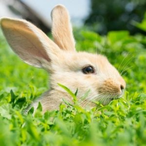 Nobody Has Scored 15 On This Animal Trivia Quiz. Will You? Ears