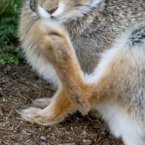 Nobody Has Scored 15 On This Animal Trivia Quiz. Will You? Feet