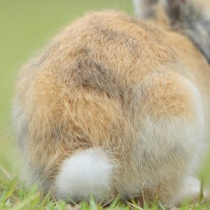 Nobody Has Scored 15 On This Animal Trivia Quiz. Will You? Tail