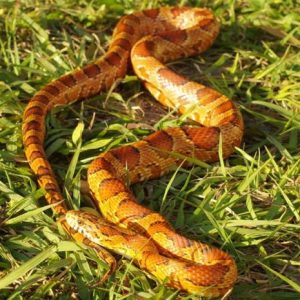 Nobody Has Scored 15 On This Animal Trivia Quiz. Will You? Corn snake