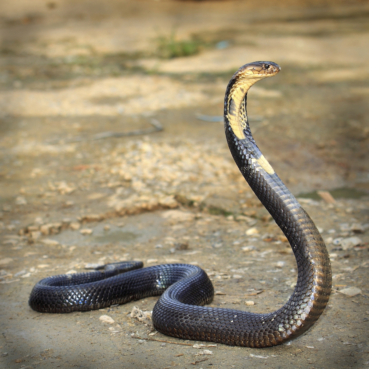 Can You Match These Animals With Their Natural Food Source? King cobra