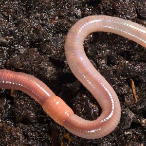 If You Score 14/15 on This Riddle Quiz, You’re Smarter Than the Average Person An earthworm