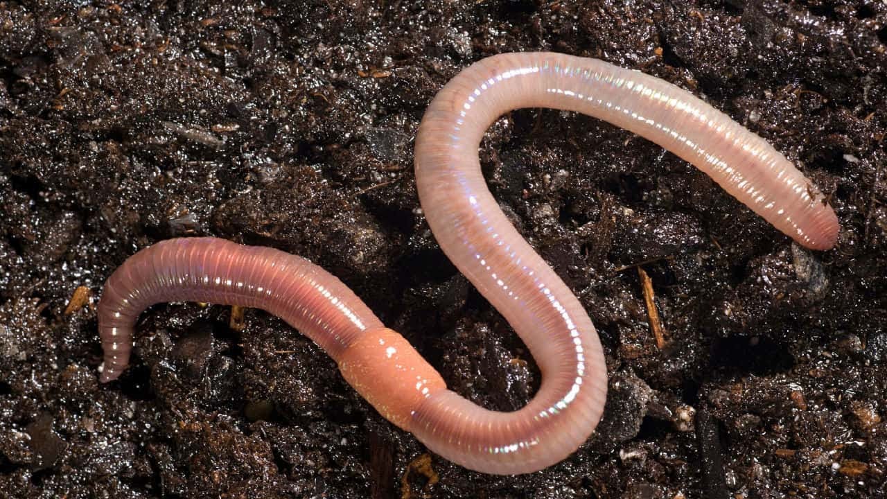 Nobody Has Scored at Least 15/20 on This Animal Trivia Quiz. Will You? earthworm Detritivore