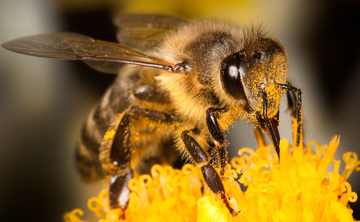 Only a Super Smart Person Can Guess 17/20 of These Words from Their Meaning. Can You? bees