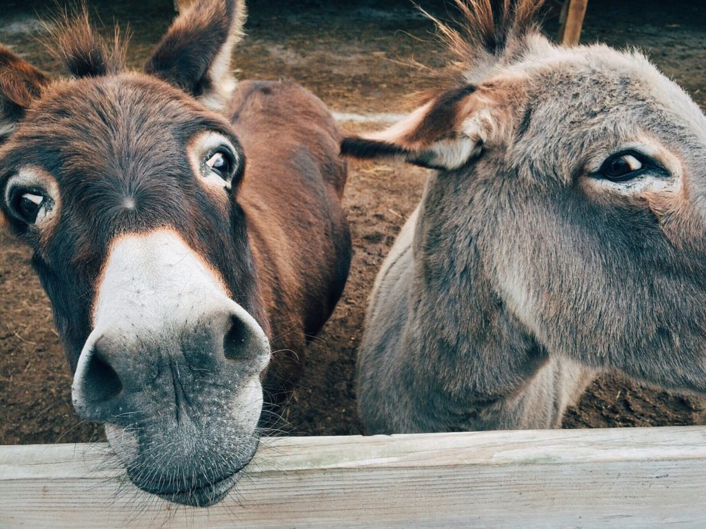 Nobody Has Scored at Least 15/20 on This Animal Trivia Quiz. Will You? female donkey