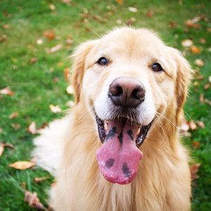 Nobody Has Scored 15 On This Animal Trivia Quiz. Will You? Tongue