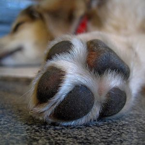 Nobody Has Scored 15 On This Animal Trivia Quiz. Will You? Paw prints
